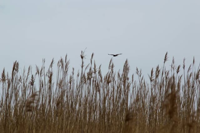 Image 30